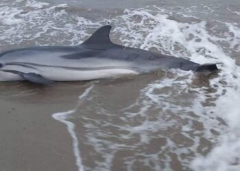 Gjirin e Lalzit, ujërat kanë nxjerrë në breg disa delfinë të ngordhur