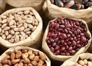 Konfiskohen afërt 400 kg fasule duke hyrë ilegalisht në Kosovë