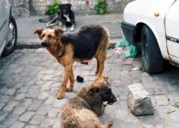 8 vjeçarja u kafshua nga qentë në Veternik të Prishtinës