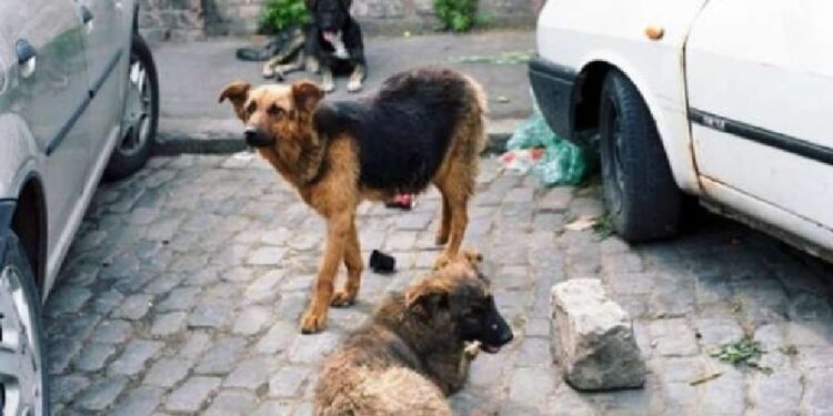 8 vjeçarja u kafshua nga qentë në Veternik të Prishtinës