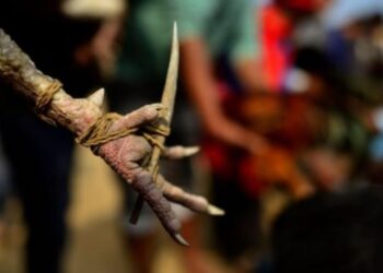 Gjeli mbyt pronarin me thikë