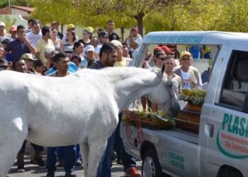 Ja se çfarë bëri ky kalë në varrimin e pronarit!