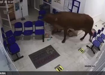 Lopa futet brenda ambienteve të spitalit, sulmon pacientët (VIDEO)