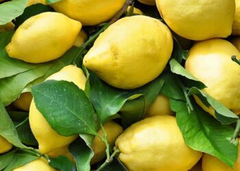 Gjethet kurative të limon