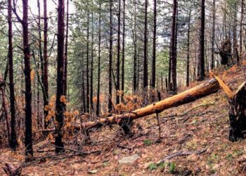 55 vjeçari doli për të prerë dru në pyll por nuk u kthye më i gjallë në shtëpi