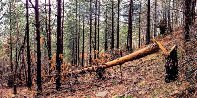 55 vjeçari doli për të prerë dru në pyll por nuk u kthye më i gjallë në shtëpi