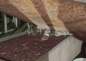 Vërshohen nga minjët rrugët e New South Wales të Australisë (VIDEO)