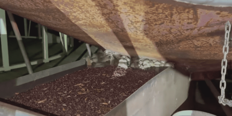 Vërshohen nga minjët rrugët e New South Wales të Australisë (VIDEO)