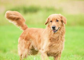 Nëse mbani kafshë në shtëpi duhet të bëhet identifikimi i tyre