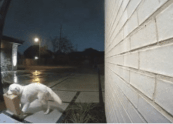 Qeni “hajdut” ja si i vjedhë pakot nga një shtëpi në Dallas