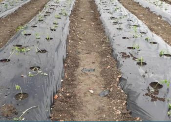 Gratë në burgun e Lipjanit kanë filluar mbjelljet pranverore