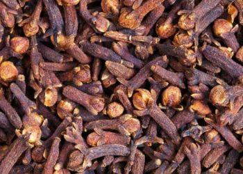 10 erëzat më efikase për të larguar mushkonjat