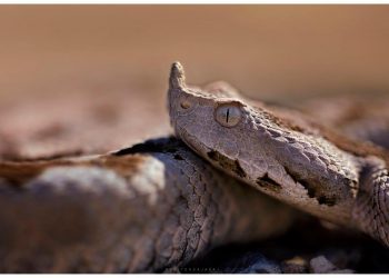 Deçanasi has gjarpërin më të rrezikshëm në Evropë