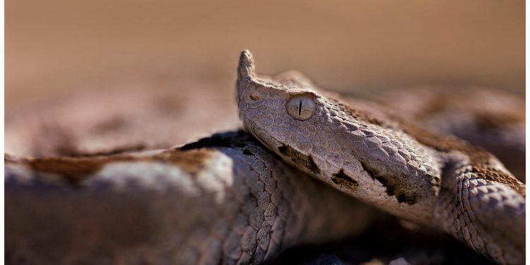 Deçanasi has gjarpërin më të rrezikshëm në Evropë