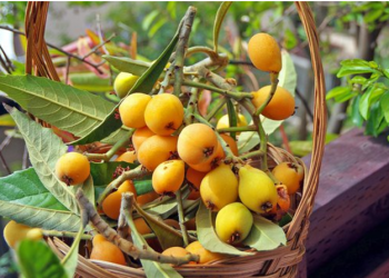 Janë të rralla dhe me vlera, në maj mos harroni kohën kur vijnë nespullat