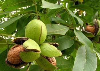 Ngrënia e arrave ndihmon shumë shëndetin