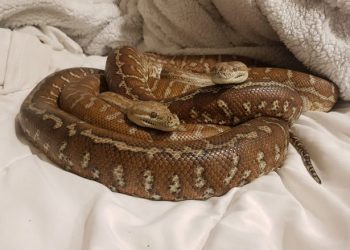 Australiani që fle me 2 gjarpërinj, i dëshpëruar: Të gjitha të dashurat më kanë lënë