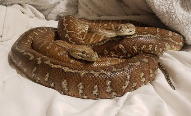 Australiani që fle me 2 gjarpërinj, i dëshpëruar: Të gjitha të dashurat më kanë lënë