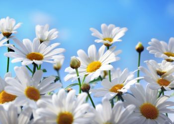 Këto janë fuqitë mjekësore të luledeles!