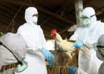 Gripi i shpendëve arrin në Shqipëri