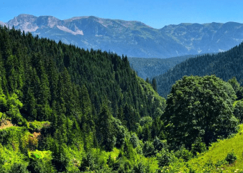 Ambasada suedeze financion konferencën për analizim të gjendjes së pyjeve në Kosovë