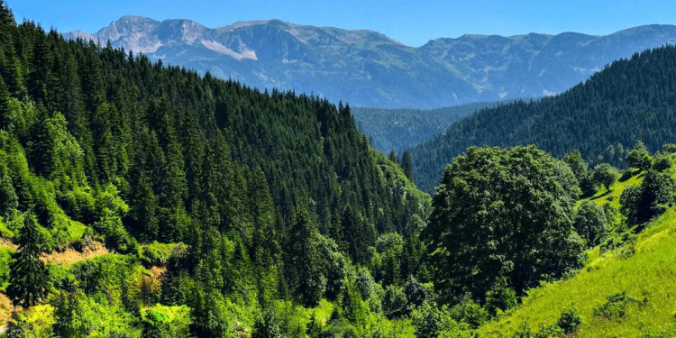 Ambasada suedeze financion konferencën për analizim të gjendjes së pyjeve në Kosovë