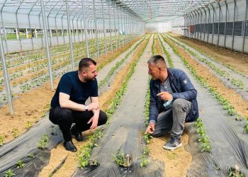 Drejtori i Bujqësisë në Deçan ka disa kërkesa për ministrin Peci