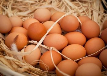 Policia e Kosovës konfiskon 72 mijë vezë në Vërmicë