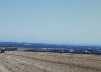 Në Qendrën Korrektuese Dubravë janë korrë 21 ha grurë