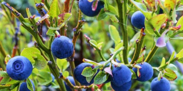 Në Prizren ka vdekur një person duke mbledhur boronica në mal