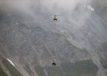 Lopët e plagosura barten me helikopter nga Alpet e Zvicrës