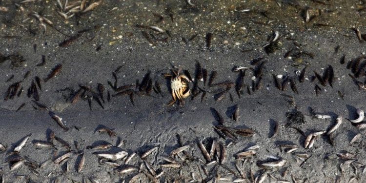 Mijëra peshq të ngordhur në Spanjë, shkak ndotja e ujit