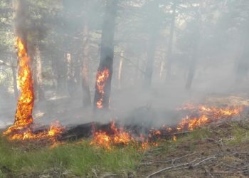 Policia jep detaje për situatën me zjarret në vend
