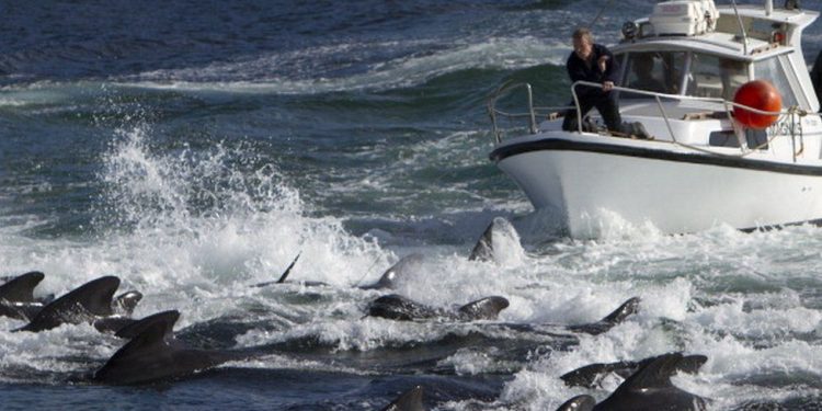 Traditë në Ishujt Faroe, 1.400 delfinë vriten brenda një dite