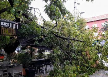 Erërat e fuqishme në vend, këputet dega e lisit në qendër të Prishtinës