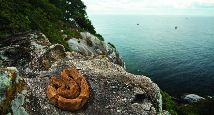 Brazil, ishulli i ndaluar për njerëzit 