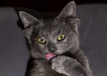 Turqi, macja me 4 veshë po tërheq vëmendje të madhe në rrjetet sociale!