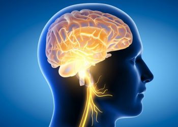 Mësoni se çfarë lidhjen ka midis trurit dhe zemrës