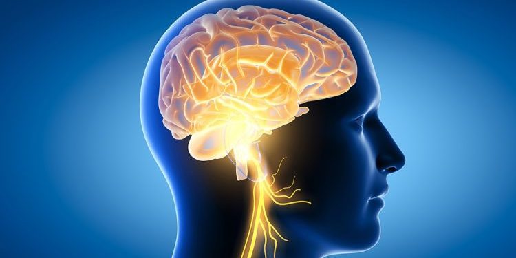 Mësoni se çfarë lidhjen ka midis trurit dhe zemrës