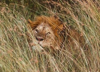 Cilat janë kafshët që fshihen dhe rrinë në pritë?