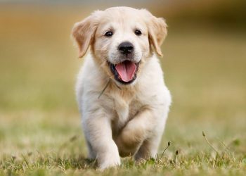 Ja si personaliteti i qenit tuaj ndryshon me moshën