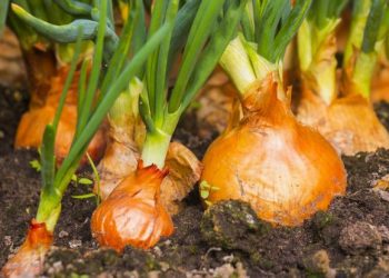 Perimet që mund t’i mbillni në dimër