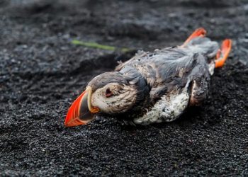 Mbi 100 zogj të ngordhur në brigjet e Skocisë