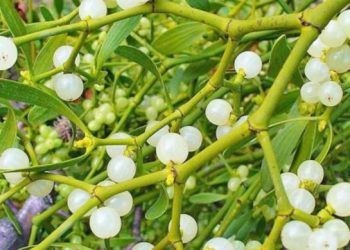 Vjeshtulla, bima medicinale qetësuese