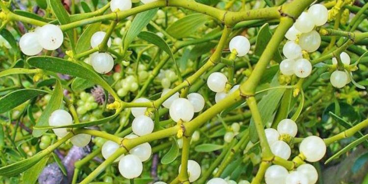 Vjeshtulla, bima medicinale qetësuese