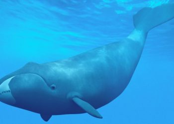 A e dini se balena e harkut jeton deri në 200 vjet?