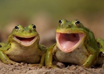 Cilat kafshë përdorin mënyra të çuditshme për të lëvizur?