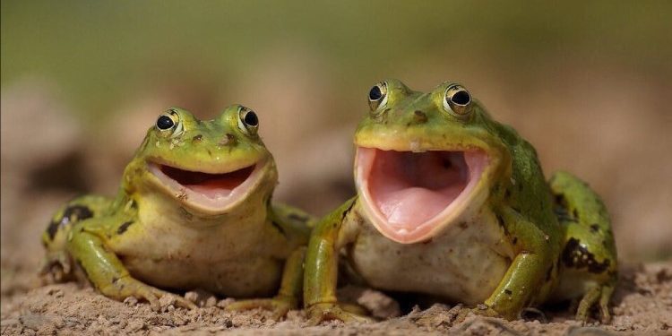 Cilat kafshë përdorin mënyra të çuditshme për të lëvizur?