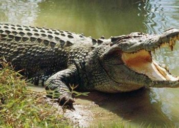 A e dini se pse krokodilët nuk mund të nxjerrin jashtë gjuhën e tyre nga goja?