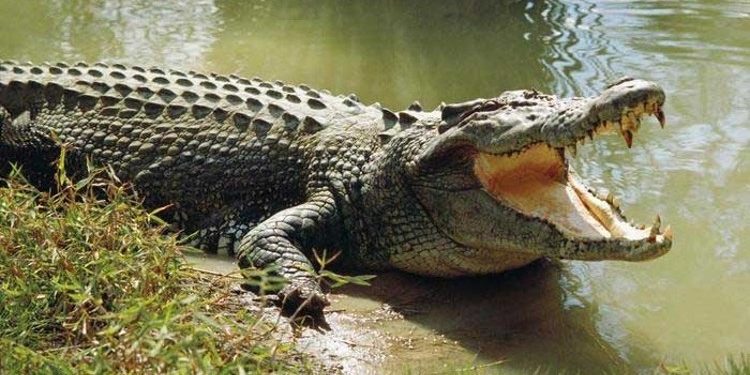 A e dini se pse krokodilët nuk mund të nxjerrin jashtë gjuhën e tyre nga goja?